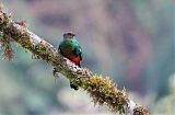 Golden-headed Quetzal